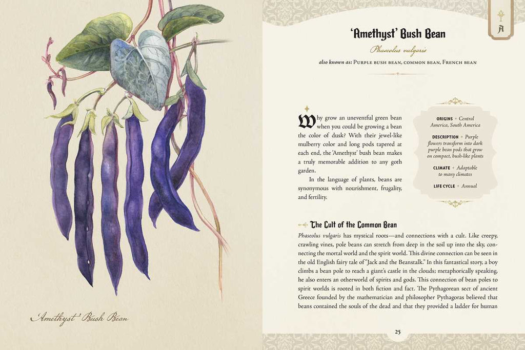 Illustration of purple beans with text on a beige background