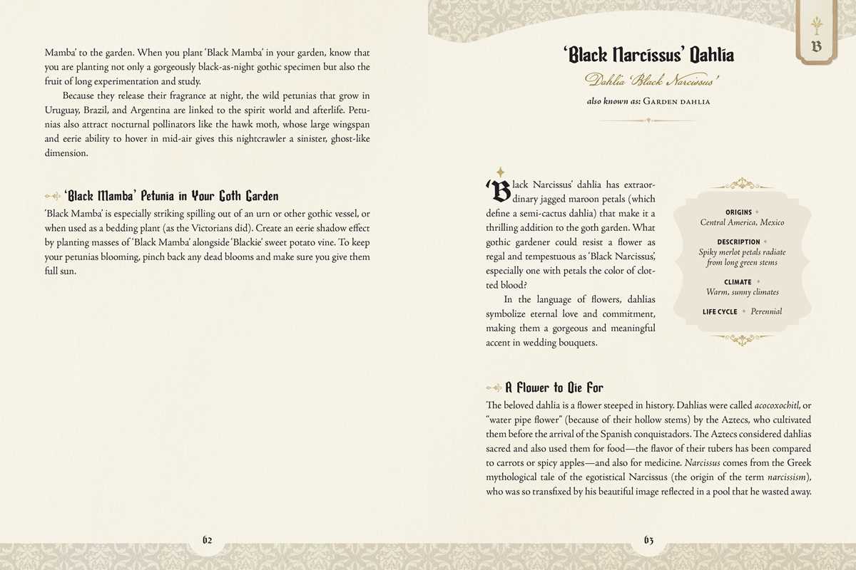 Sample page with text in regards to the 'Black Narcissus' Oahlia plant.